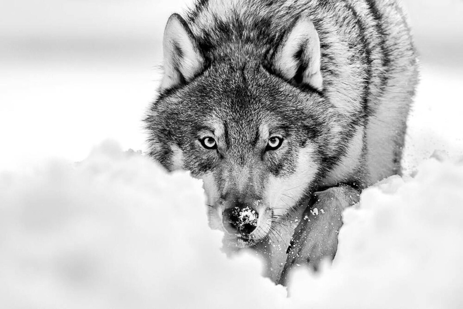 This is the ALT text for this image